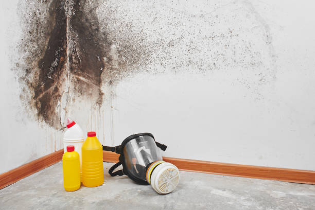 Best Mold Removal Company Near Me  in Salineville, OH