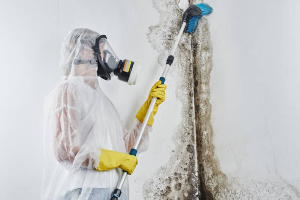 Best Same-Day Mold Removal  in Salineville, OH