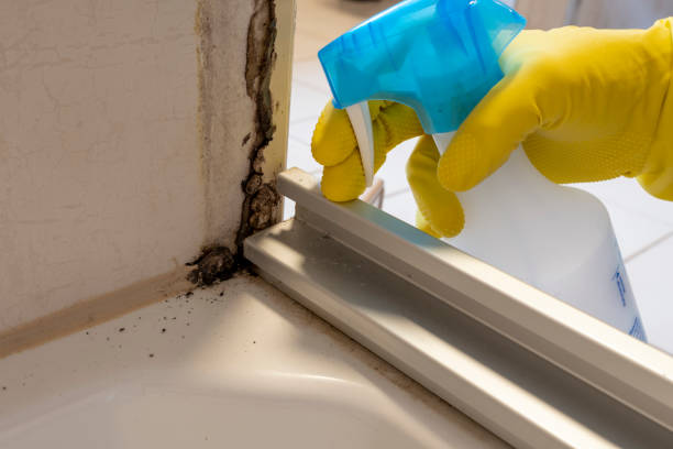 Best Attic Mold Removal  in Salineville, OH