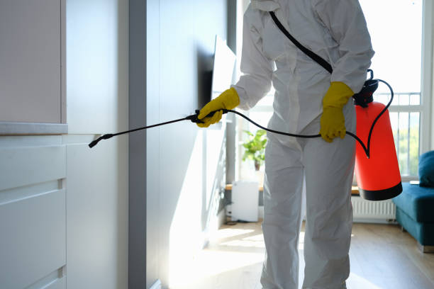 Best Attic Mold Removal  in Salineville, OH