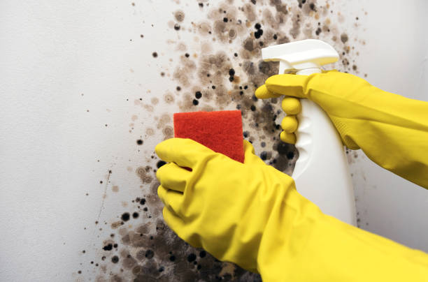 Best Mold Cleaning Services  in Salineville, OH