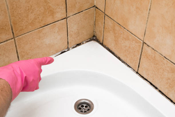 Professional Mold Removal in Salineville, OH