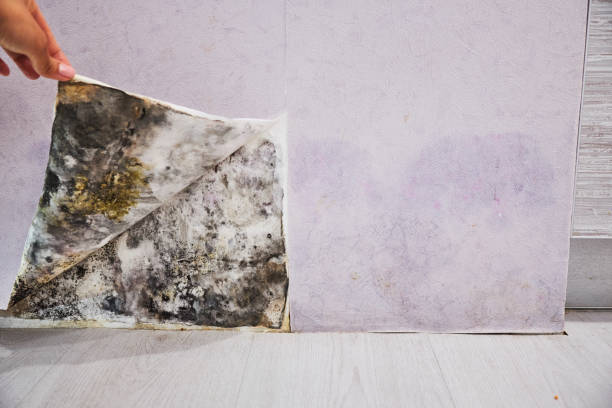 Best Professional Mold Removal  in Salineville, OH